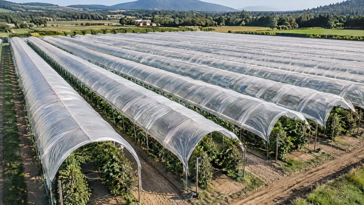 Vista aérea de un huerto de moras bajo macrotúneles