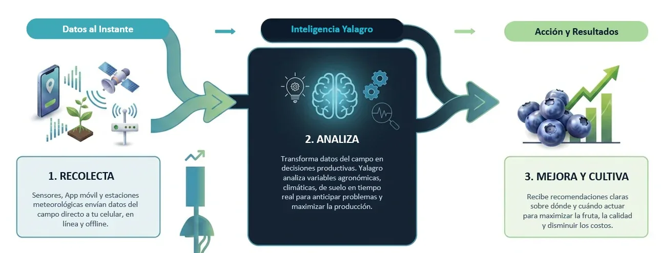 Recolecta, analiza, mejora y cultiva: el flujo de datos de Yalagro